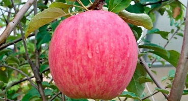 Charakteristika odrůdy jablek rossoshskoye pruhované, popis poddruhu a výnos